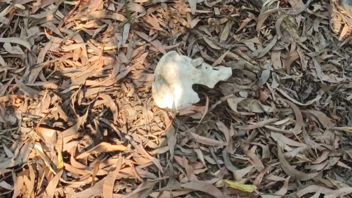 【パトゥムターニー県】購入予定地で人骨発見、所有者調査へ